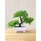 Dekorációs bonsai fa cserépben