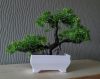 Dekorációs bonsai fa cserépben